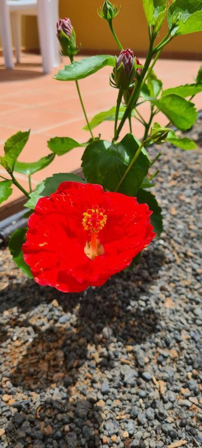 Appartement Casa Mari Y Jose Con Grandes Piscinas Y Wifi Gratis à Corralejo Extérieur photo